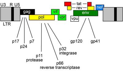 <mark class="highlighted">HIV-1 Nef</mark> Signaling in Intestinal Mucosa Epithelium Suggests the Existence of an Active Inter-kingdom Crosstalk Mediated by Exosomes